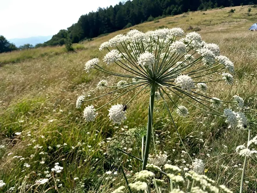 Immagine 13 di Terratetto in vendita  a Ortonovo