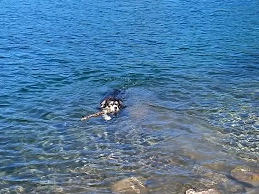 Immagine 15 di Terratetto in vendita  a Ortonovo