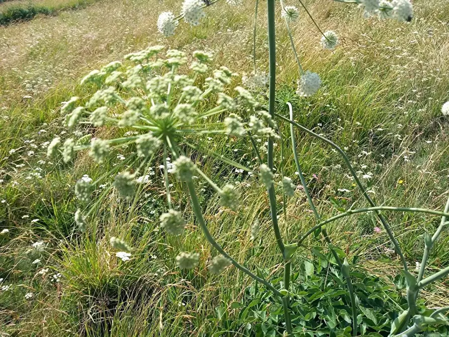 Immagine 14 di Terratetto in vendita  a Ortonovo
