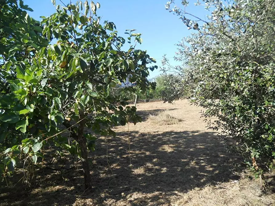 Immagine 7 di Villa in vendita  a Ortonovo
