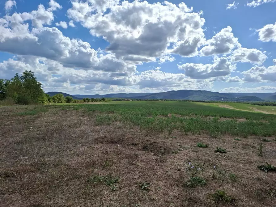 Immagine 5 di Terreno agricolo in vendita  a Sovicille