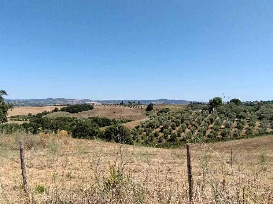 Immagine 13 di Azienda agricola in vendita  a Campagnatico