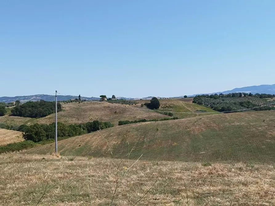 Immagine 12 di Azienda agricola in vendita  a Campagnatico