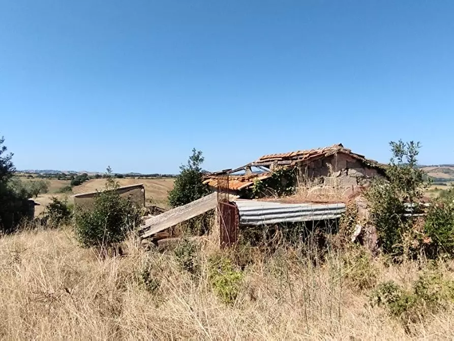 Immagine 5 di Azienda agricola in vendita  a Campagnatico