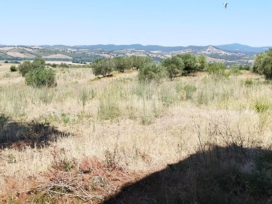 Immagine 9 di Azienda agricola in vendita  a Campagnatico