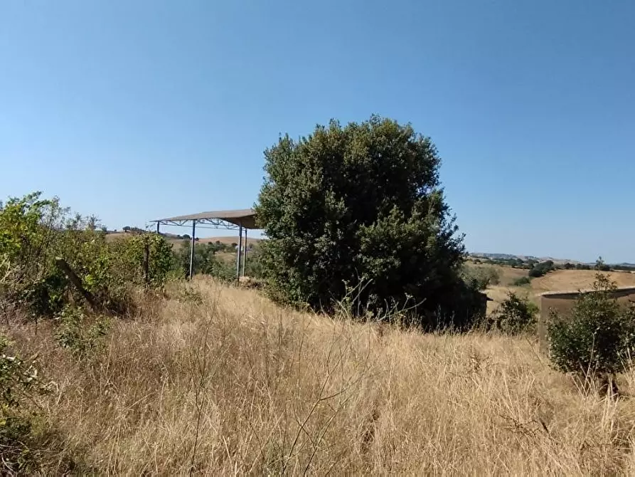 Immagine 6 di Azienda agricola in vendita  a Campagnatico