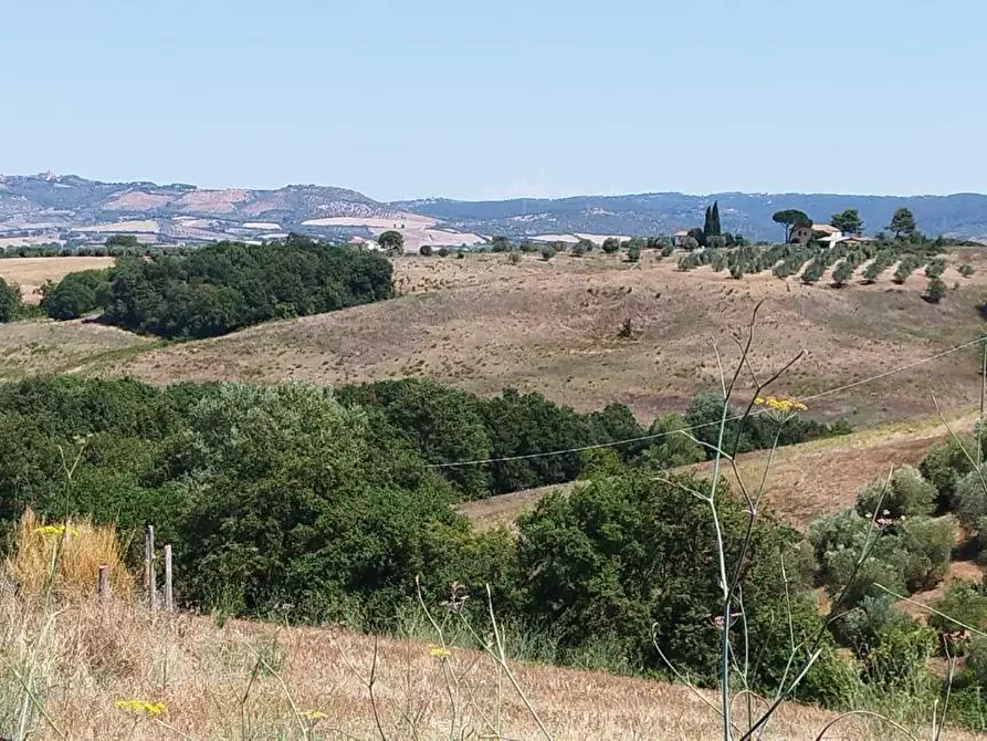 Immagine 11 di Azienda agricola in vendita  a Campagnatico