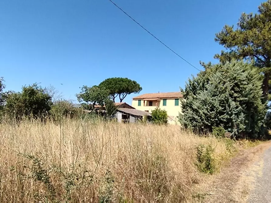 Immagine 10 di Azienda agricola in vendita  a Campagnatico