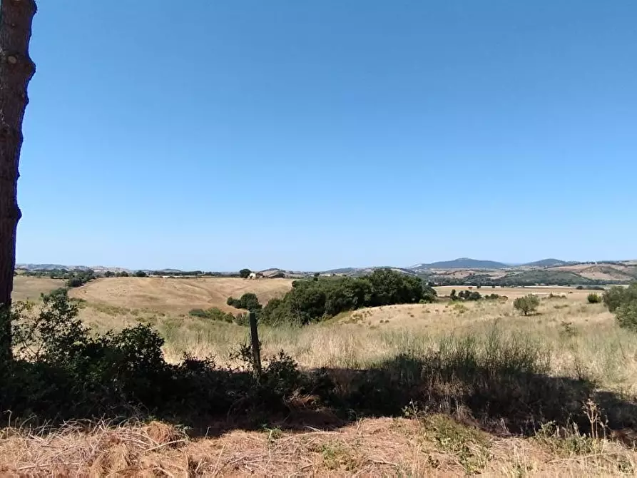 Immagine 7 di Azienda agricola in vendita  a Campagnatico