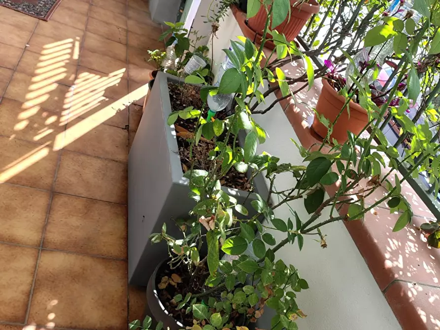 Immagine 3 di Casa bifamiliare in vendita  a Carrara