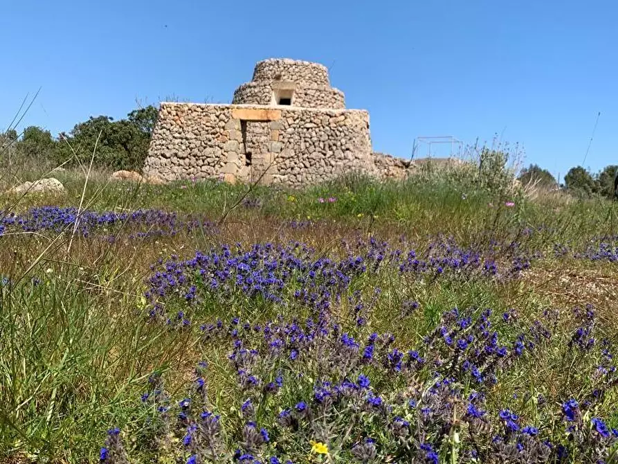 Immagine 2 di Terreno agricolo in vendita  a Alessano