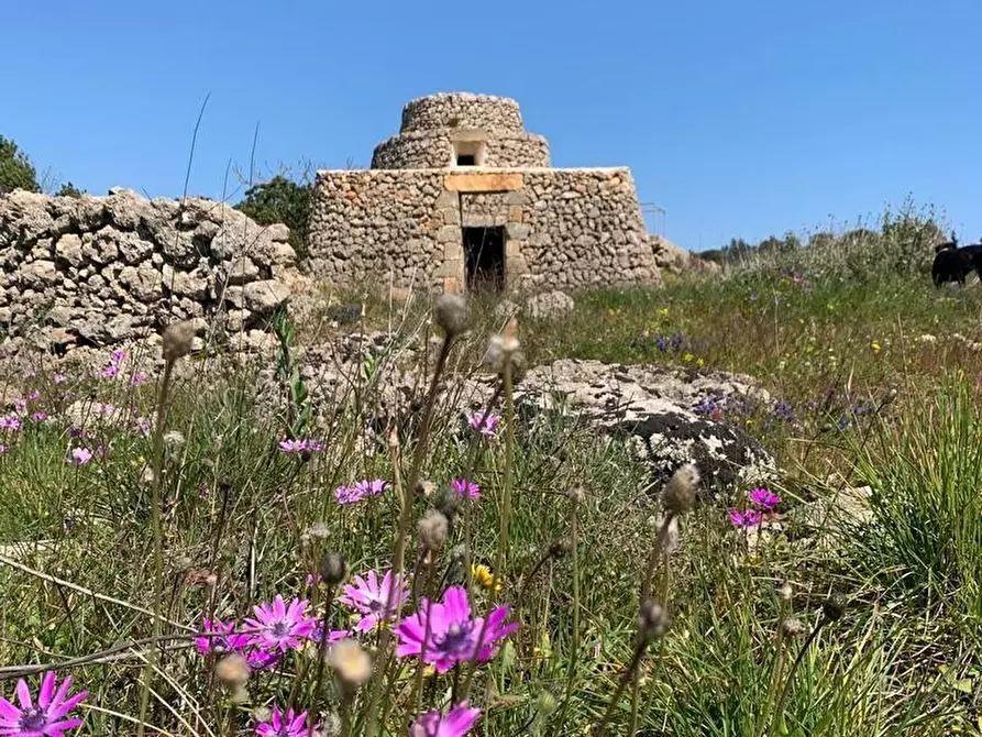 Immagine 7 di Terreno agricolo in vendita  a Alessano
