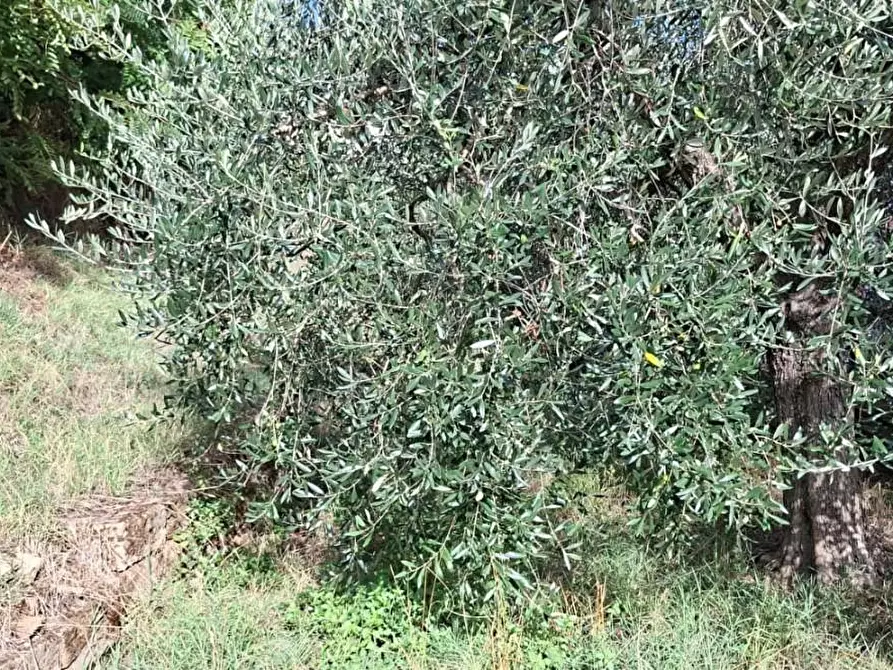 Immagine 4 di Terreno agricolo in vendita  a Palaia