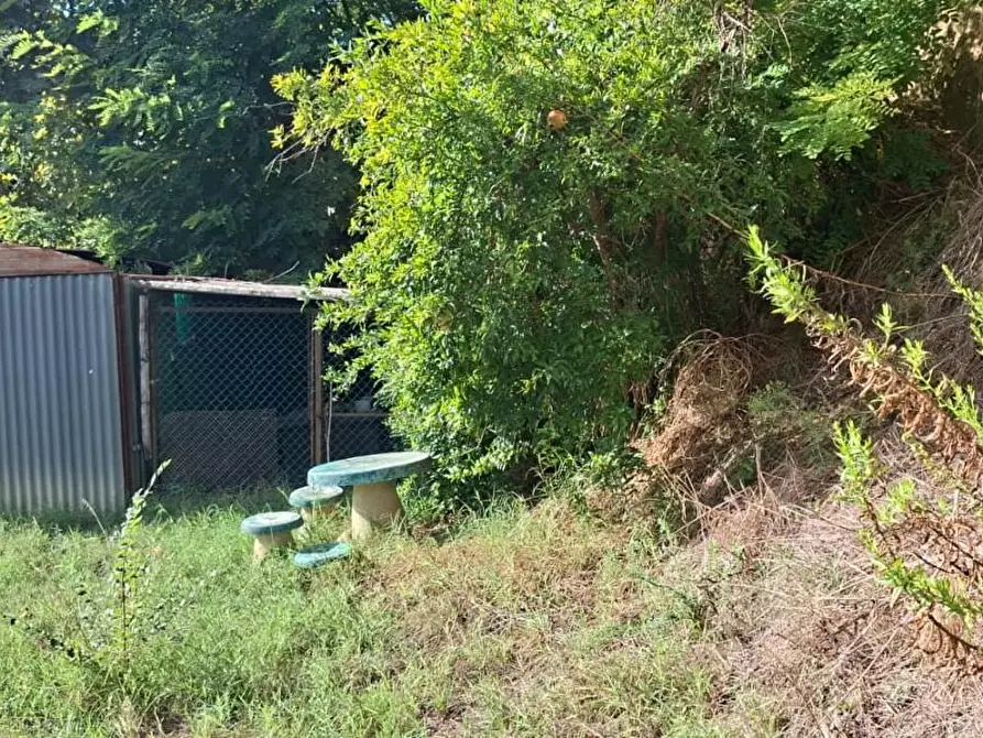 Immagine 2 di Terreno agricolo in vendita  a Palaia
