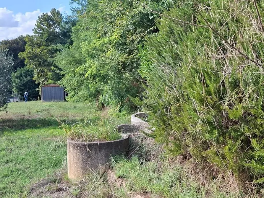 Immagine 3 di Terreno agricolo in vendita  a Palaia