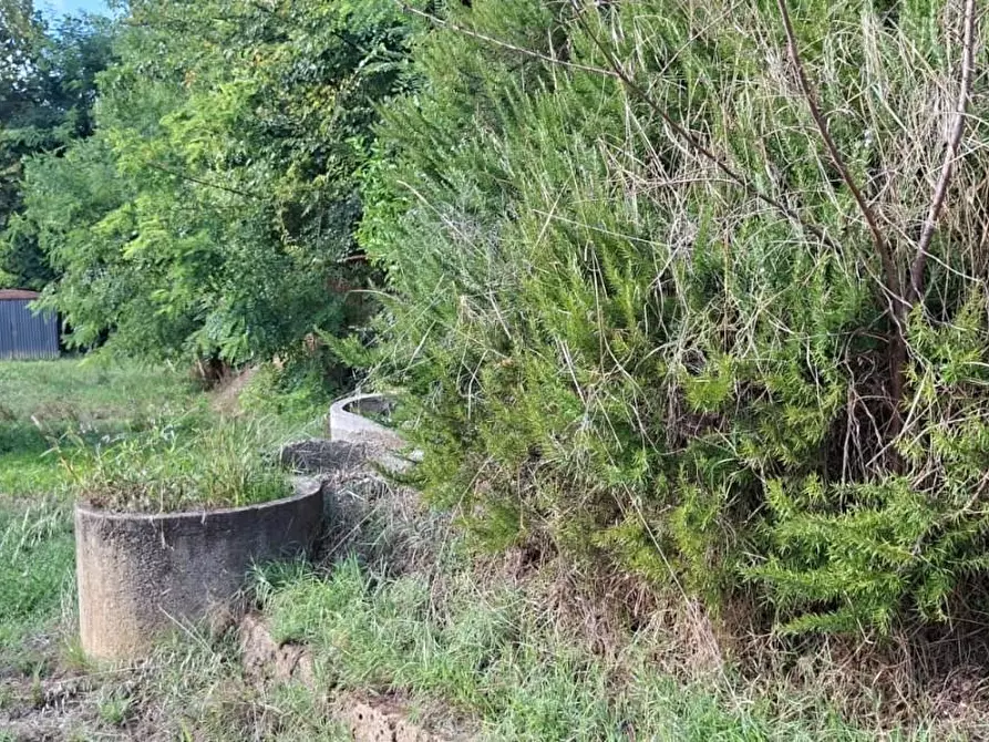 Immagine 11 di Terreno agricolo in vendita  a Palaia