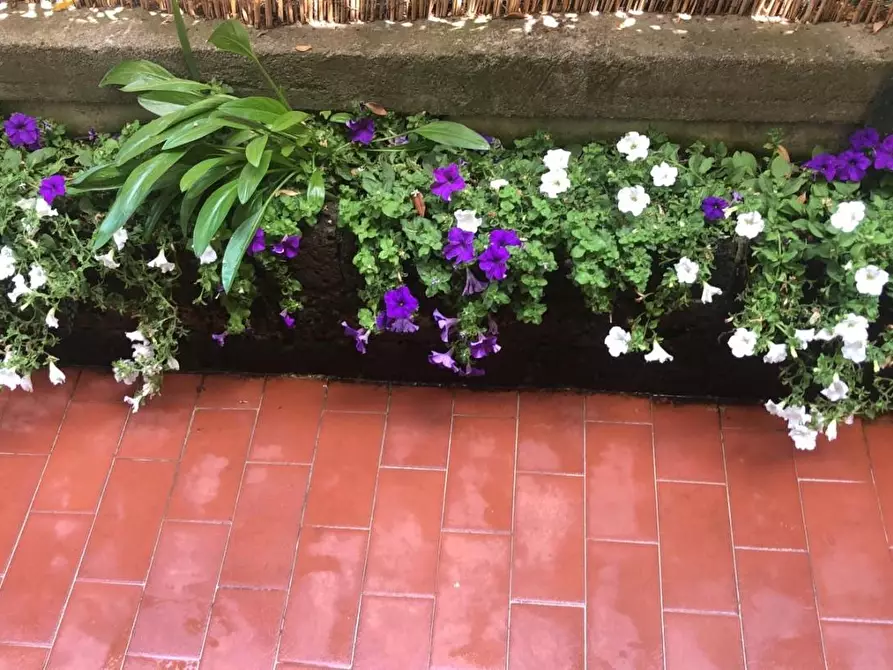 Immagine 26 di Appartamento in vendita  a Carrara