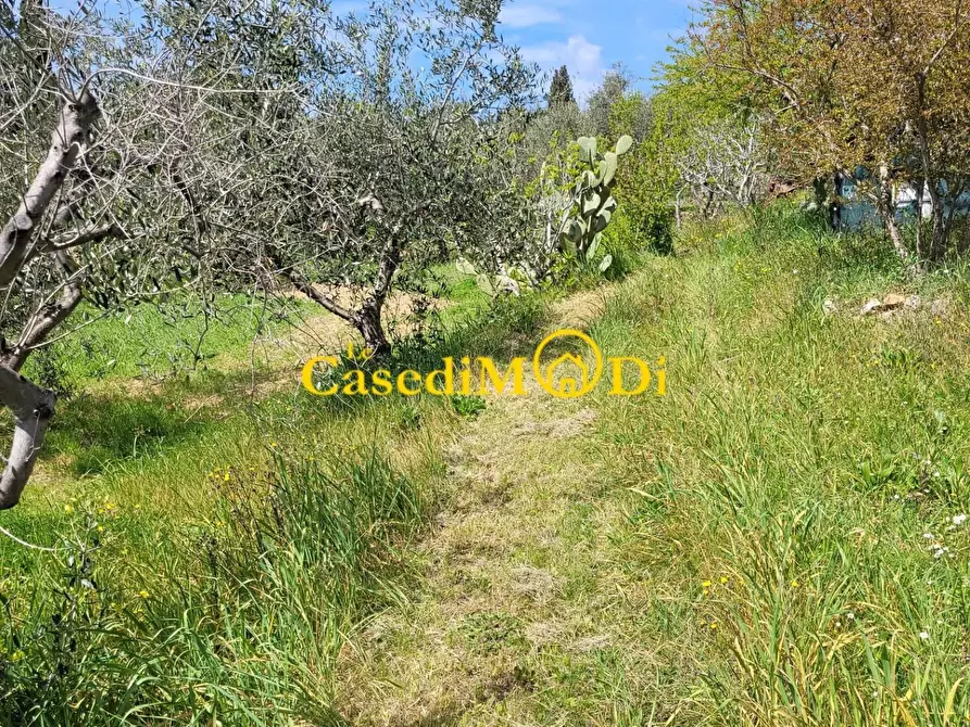 Immagine 5 di Terreno agricolo in vendita  a Livorno