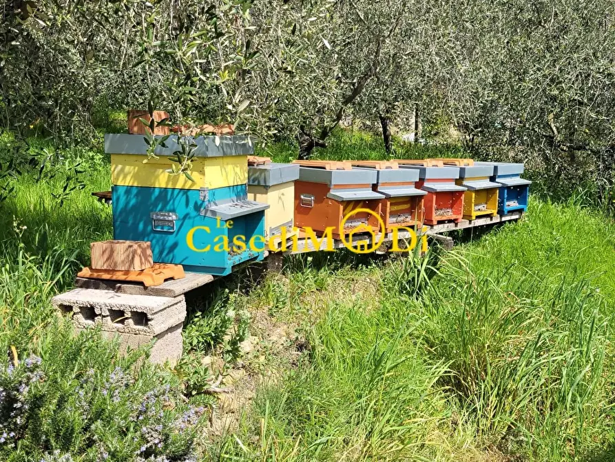 Immagine 4 di Terreno agricolo in vendita  a Livorno