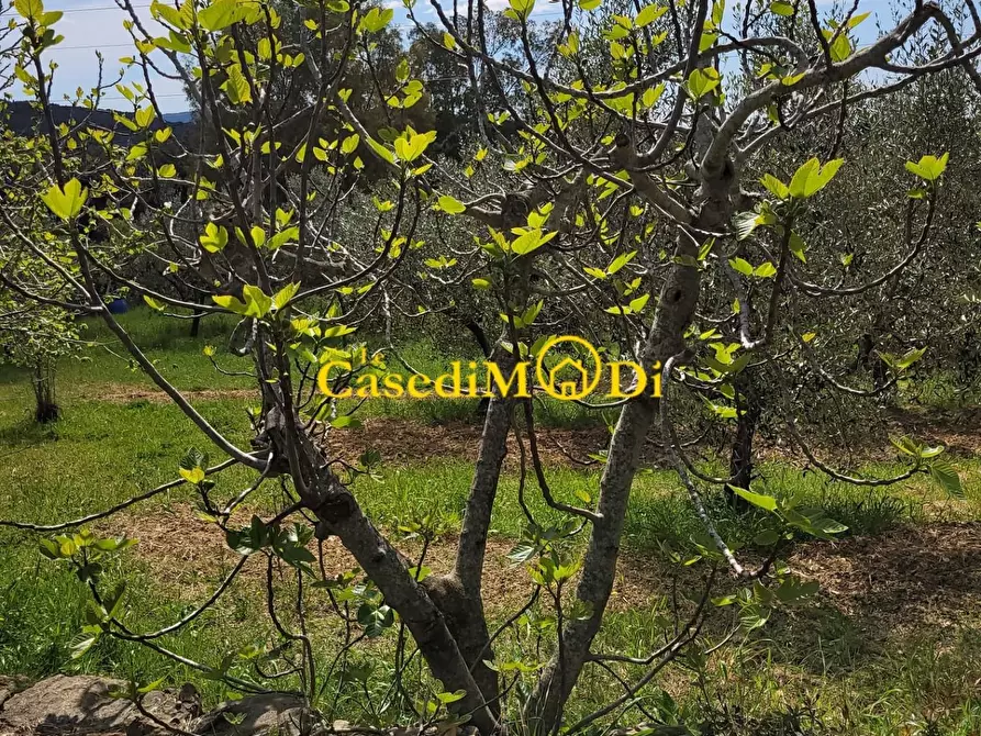 Immagine 3 di Terreno agricolo in vendita  a Livorno
