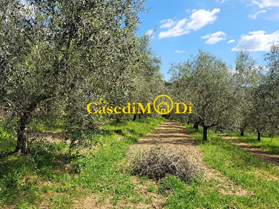 Immagine 6 di Terreno agricolo in vendita  a Livorno