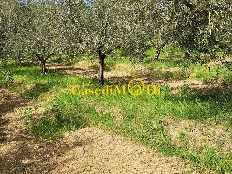 Immagine 1 di Terreno agricolo in vendita  a Livorno