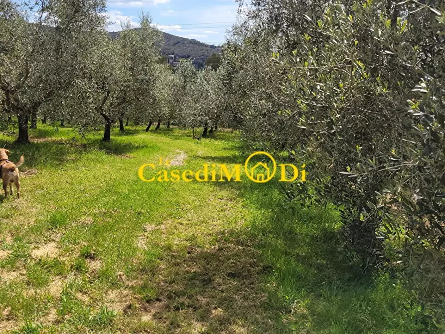 Immagine 7 di Terreno agricolo in vendita  a Livorno