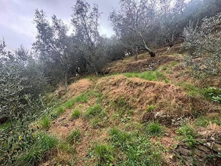 Immagine 4 di Terreno agricolo in vendita  a Calci