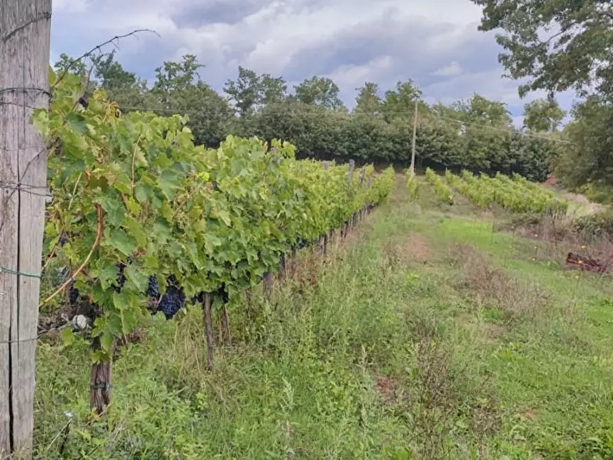 Immagine 1 di Casa colonica in vendita  a Chiusdino