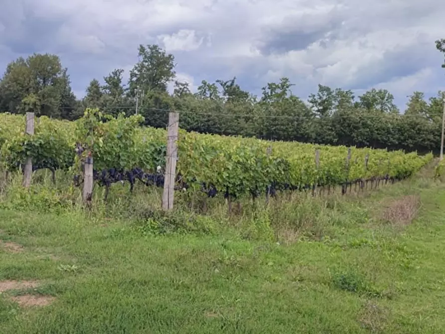 Immagine 2 di Casa colonica in vendita  a Chiusdino