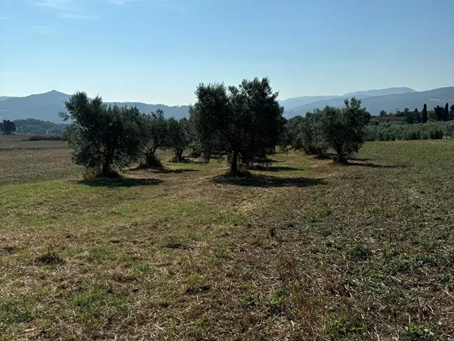 Immagine 41 di Casa colonica in vendita  a Pomarance