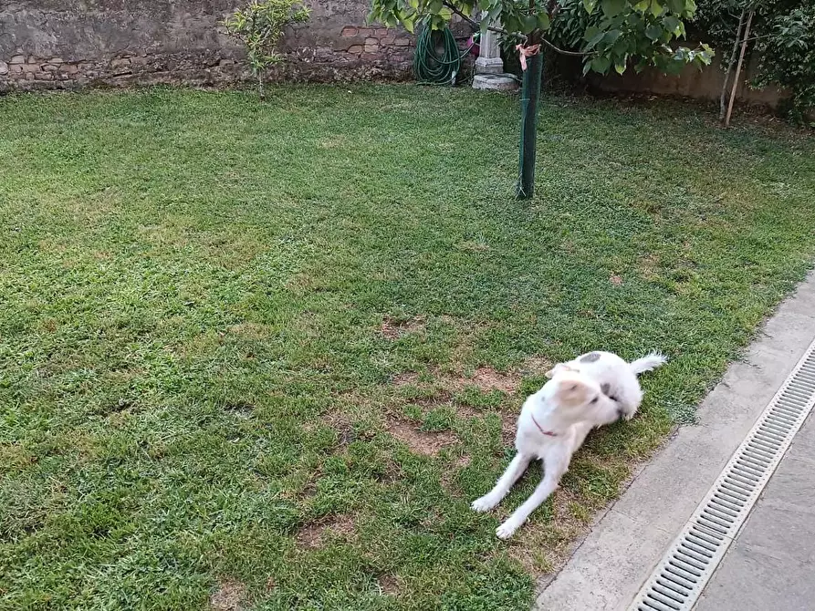 Immagine 7 di Appartamento in vendita  a Montelupo Fiorentino