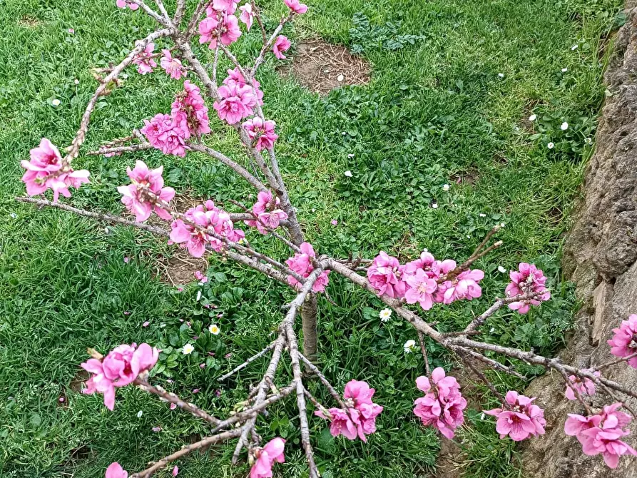 Immagine 11 di Appartamento in vendita  a Montelupo Fiorentino