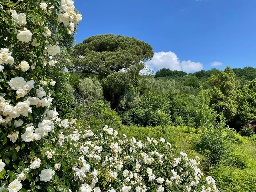 Immagine 27 di Casa indipendente in vendita  a Vicopisano