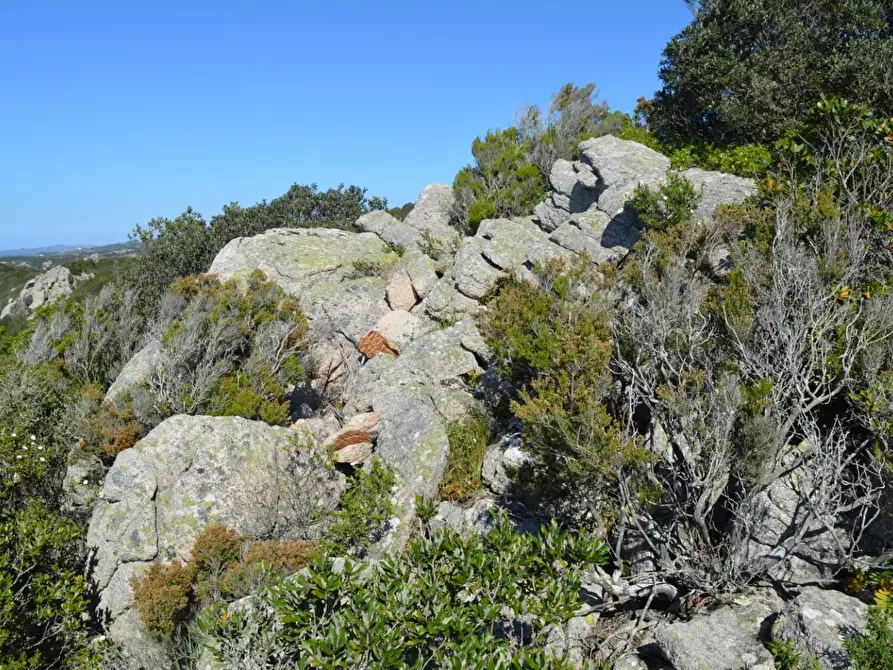 Immagine 118 di Casa colonica in vendita  a Aggius