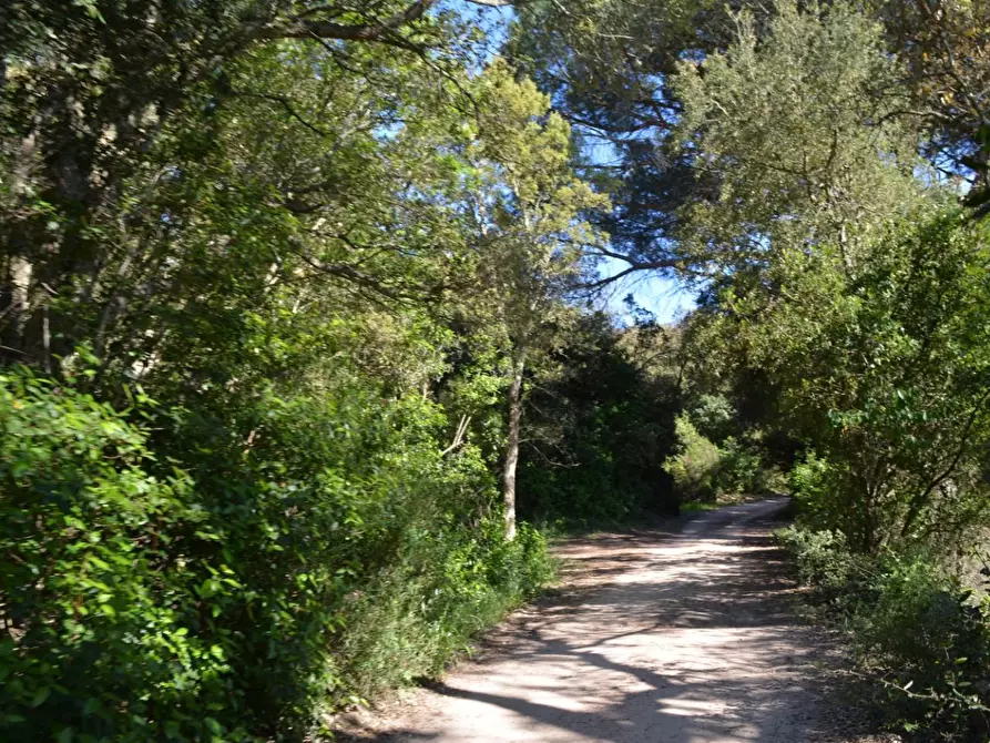 Immagine 134 di Casa colonica in vendita  a Aggius