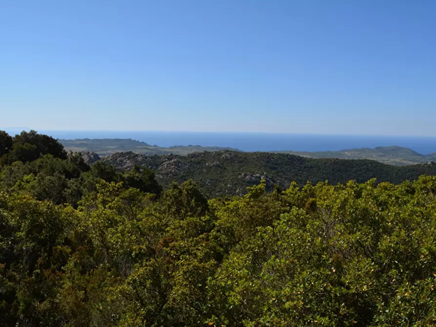 Immagine 85 di Casa colonica in vendita  a Aggius