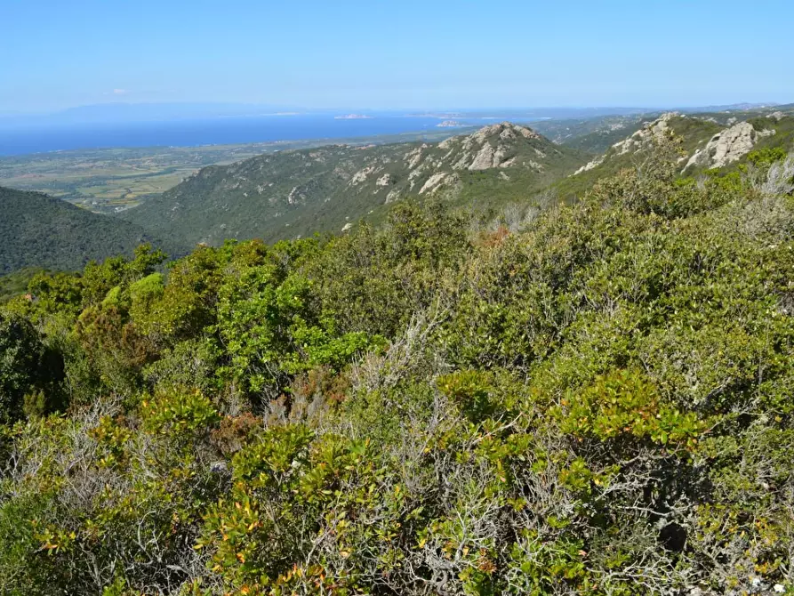 Immagine 100 di Casa colonica in vendita  a Aggius