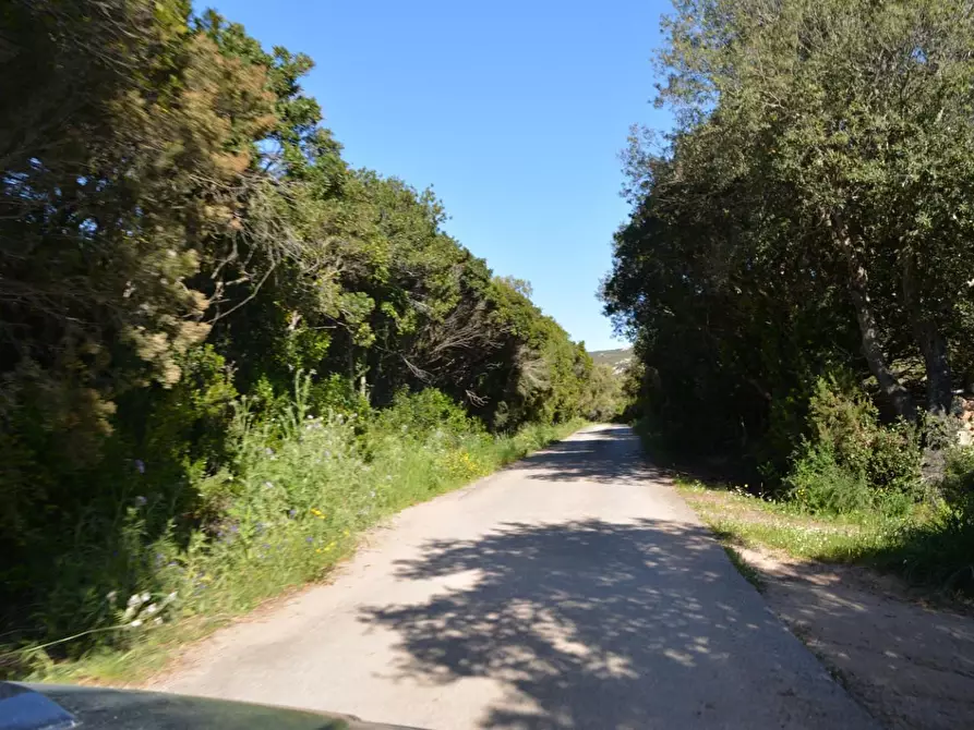 Immagine 135 di Casa colonica in vendita  a Aggius