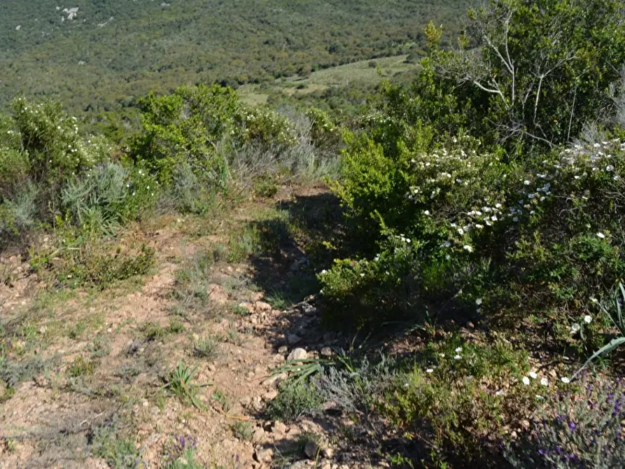 Immagine 129 di Casa colonica in vendita  a Aggius