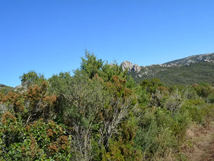 Immagine 122 di Casa colonica in vendita  a Aggius