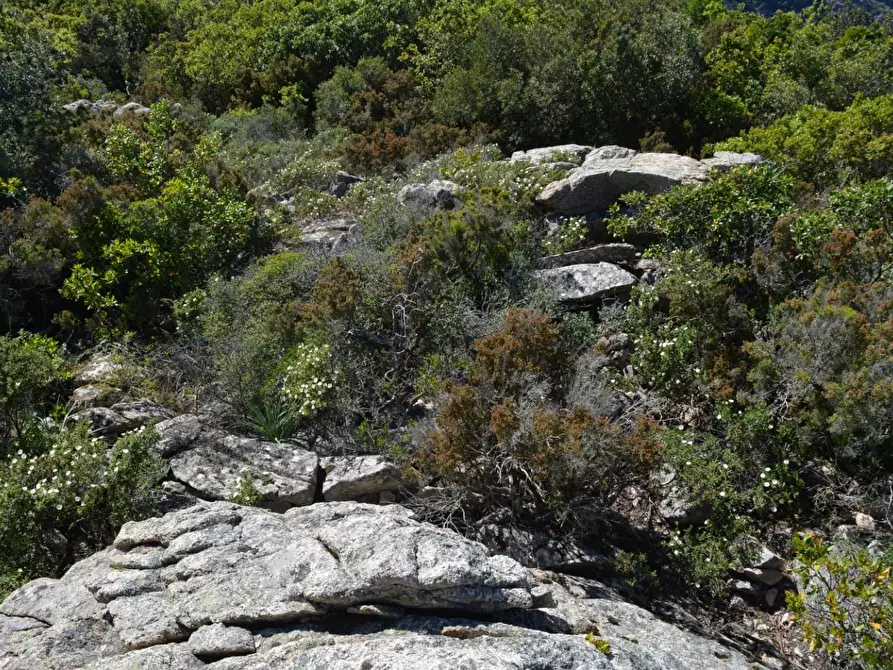 Immagine 117 di Casa colonica in vendita  a Aggius