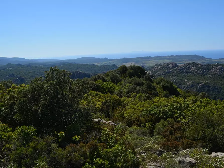 Immagine 97 di Casa colonica in vendita  a Aggius