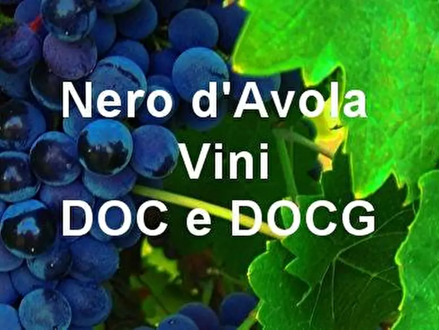 Immagine 2 di Terreno agricolo in vendita  a Noto
