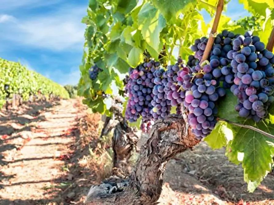Immagine 1 di Terreno agricolo in vendita  a Noto