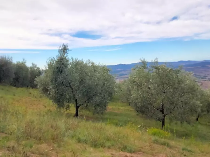 Immagine 1 di Terreno agricolo in vendita  a Volterra