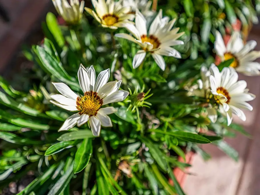 Immagine 44 di Appartamento in vendita  a Bientina