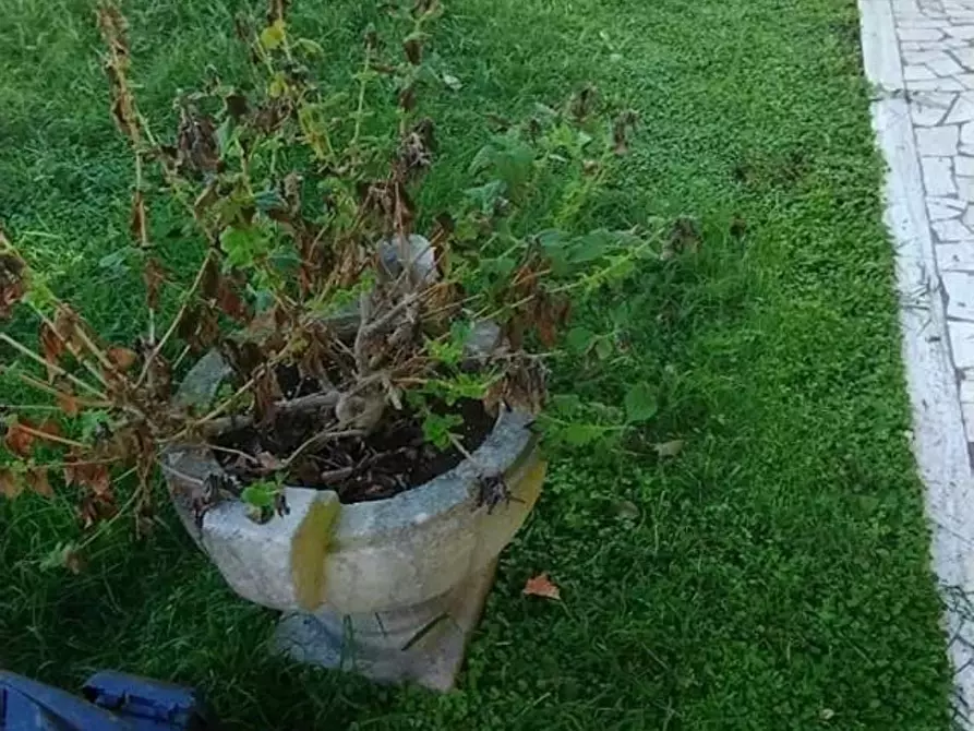 Immagine 8 di Appartamento in vendita  a Massa