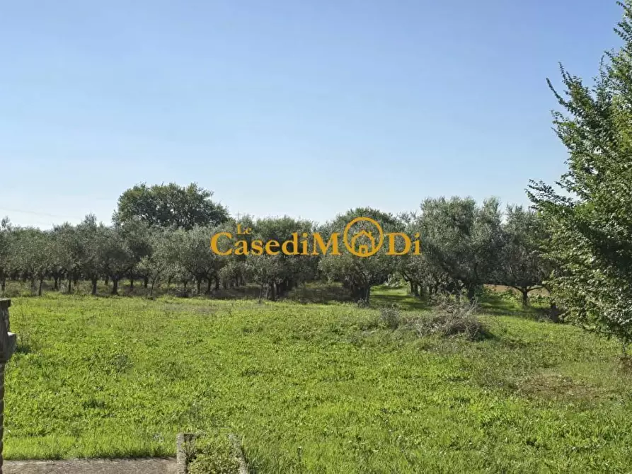 Immagine 7 di Casa colonica in vendita  a Crespina Lorenzana