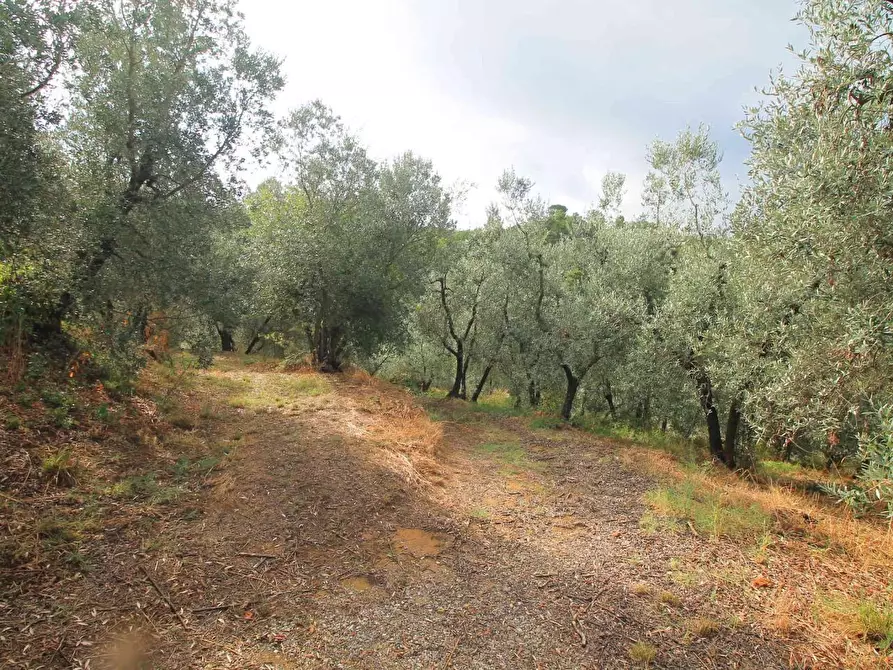 Immagine 16 di Casa colonica in vendita  a Vinci